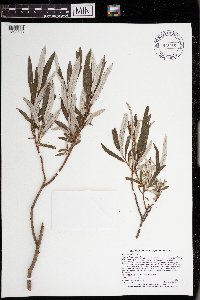 Salix candida image