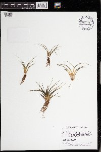 Isoetes echinospora image