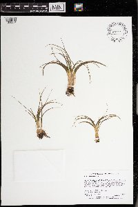 Isoetes echinospora image