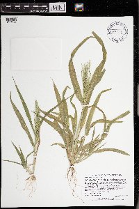 Panicum capillare subsp. capillare image