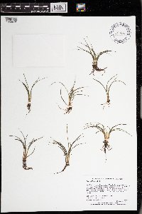 Isoetes echinospora image