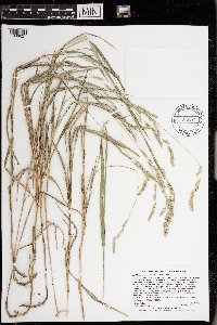 Muhlenbergia glomerata image