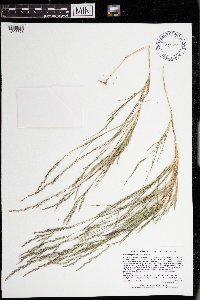 Muhlenbergia mexicana image