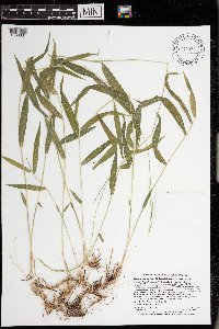 Brachyelytrum aristosum image