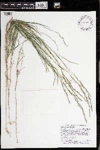 Muhlenbergia mexicana image