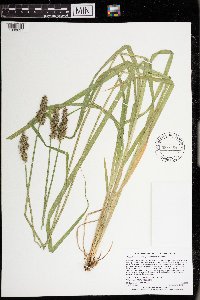 Carex stipata var. stipata image