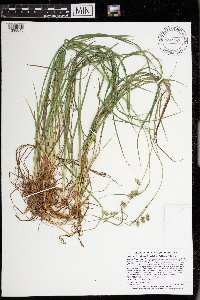 Carex magellanica subsp. irrigua image