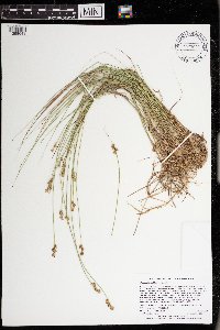 Carex echinata image