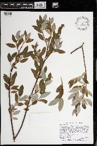 Salix planifolia image