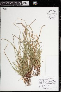 thumbnail image of current specimen
