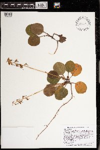 Pyrola americana image