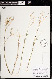 Silene antirrhina image