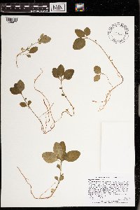 Polygaloides paucifolia image