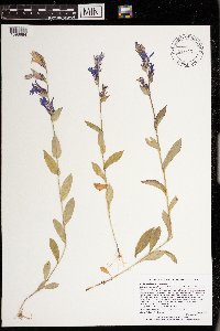 Lobelia siphilitica image