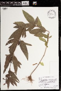 Verbena hastata image