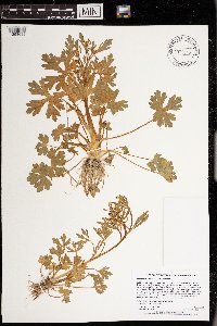 Ranunculus sceleratus image