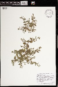 Lindernia dubia image