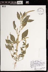Amaranthus tuberculatus image