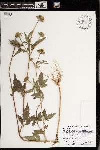 Bidens vulgata image