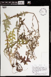 Lactuca canadensis image