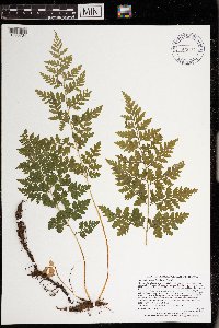 Cystopteris protrusa image