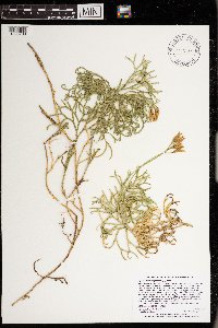 Diphasiastrum complanatum image