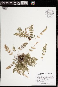 Cheilanthes feei image