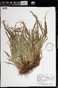 Luzula acuminata image