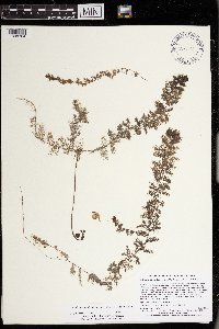 Utricularia macrorhiza image