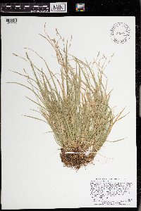 Carex deweyana var. deweyana image