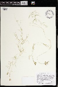 Potamogeton vaseyi image