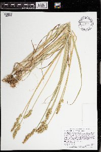 Carex stipata var. stipata image