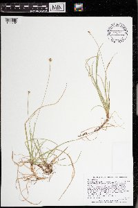 Carex peckii image