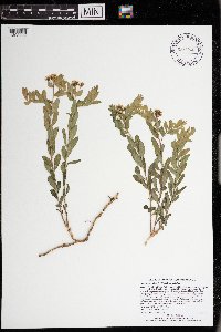 Comandra umbellata image