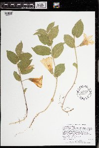 Calystegia spithamaea image