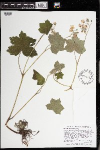 Hydrophyllum appendiculatum image