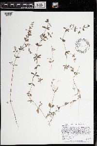 Galium tinctorium image