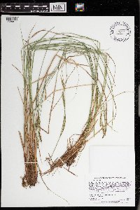 Carex stricta image