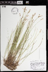 Carex interior image