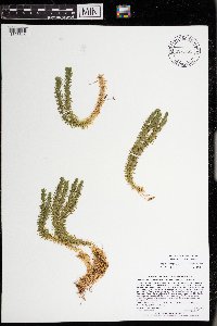 Huperzia selago image