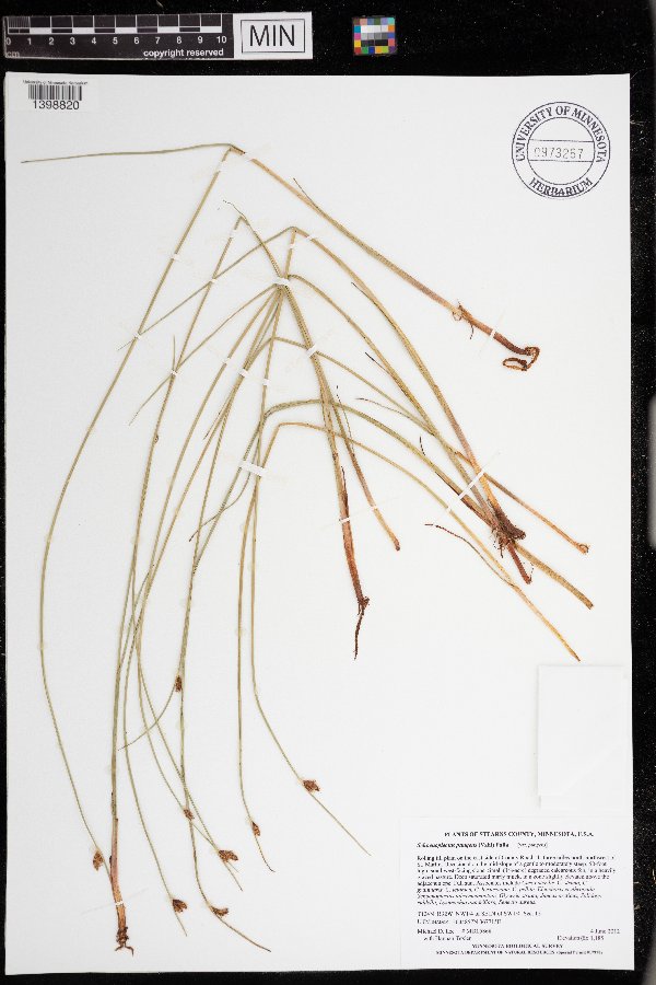 Schoenoplectus pungens var. pungens image