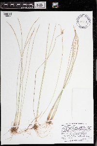 Trichophorum alpinum image