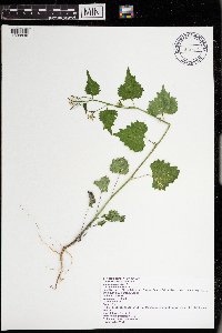 Alliaria petiolata image