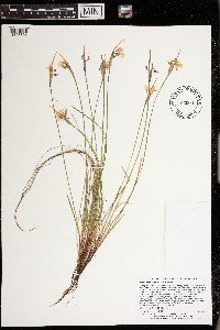 Sisyrinchium campestre image