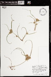 Cyperus odoratus image