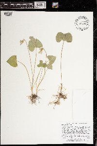 Viola nephrophylla image