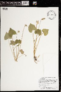 Viola nephrophylla image
