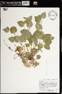 Viola labradorica image