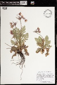 Geum triflorum var. triflorum image