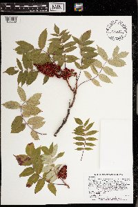 Rhus glabra image